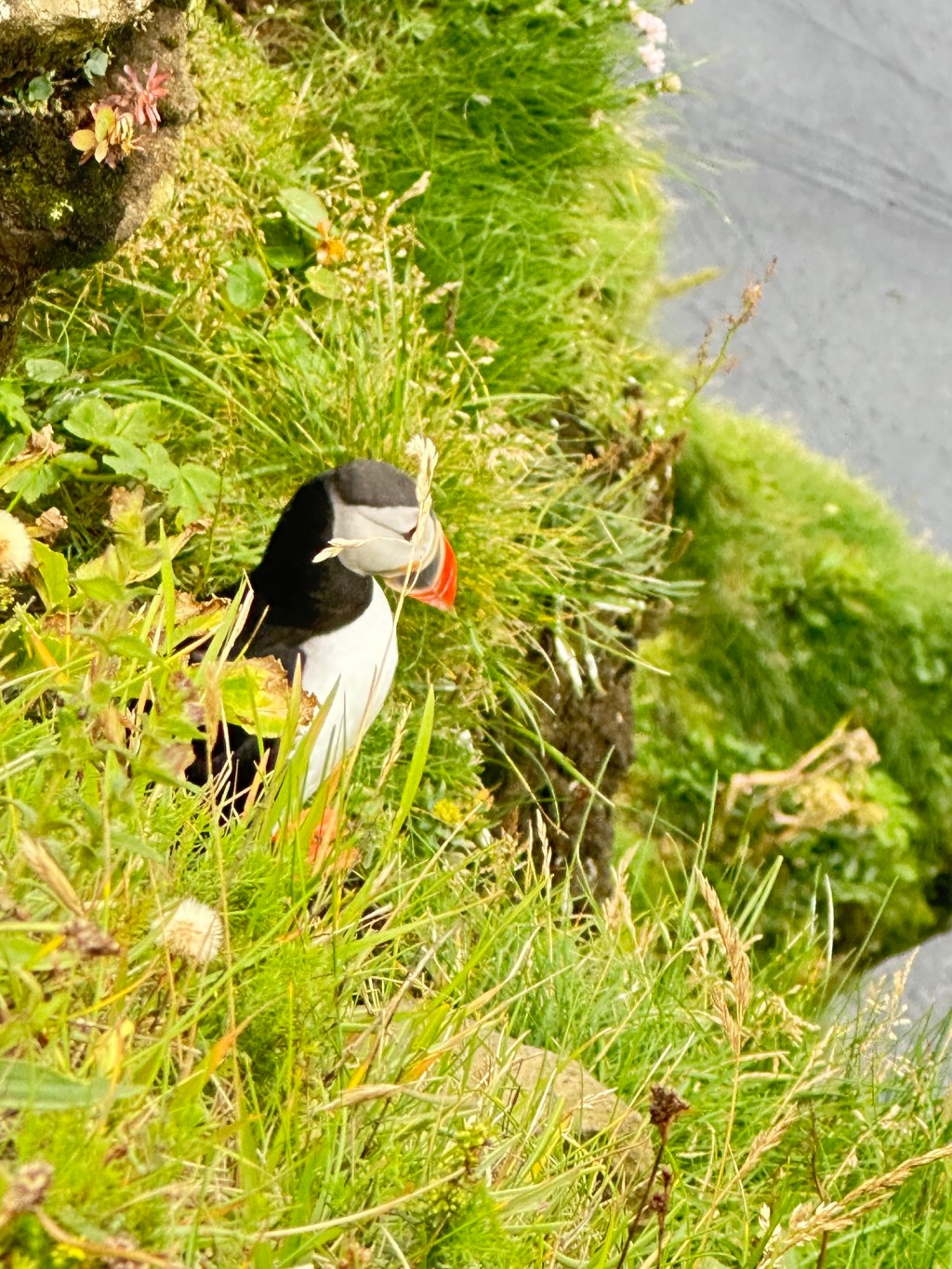 Icebergs, Diamonds, Puffins, and Some Horsing&nbsp;Around