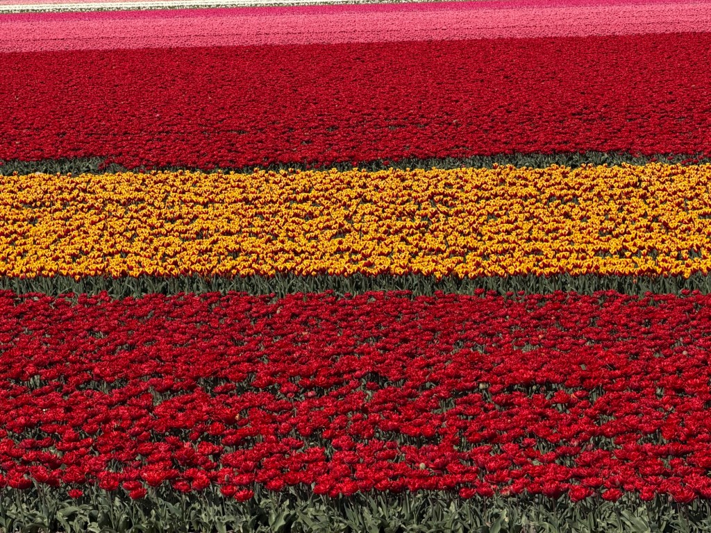 Amsterdam – Tulips in Flevoland + Former Harbors of the VOC (Enkhuizen &&nbsp;Hoorn)