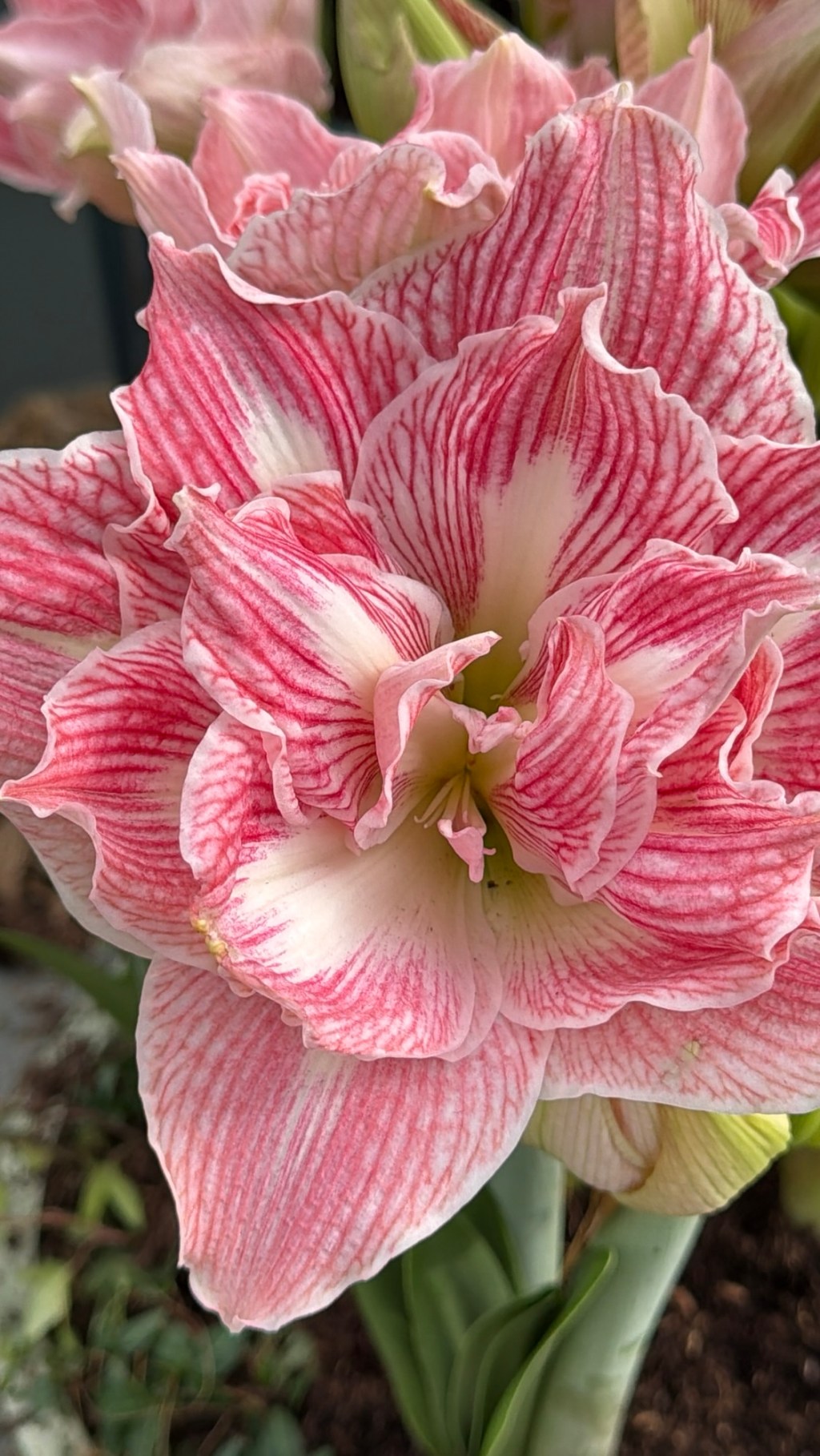 Tulips Galore: From Auction Floor to Leiden&nbsp;Streets